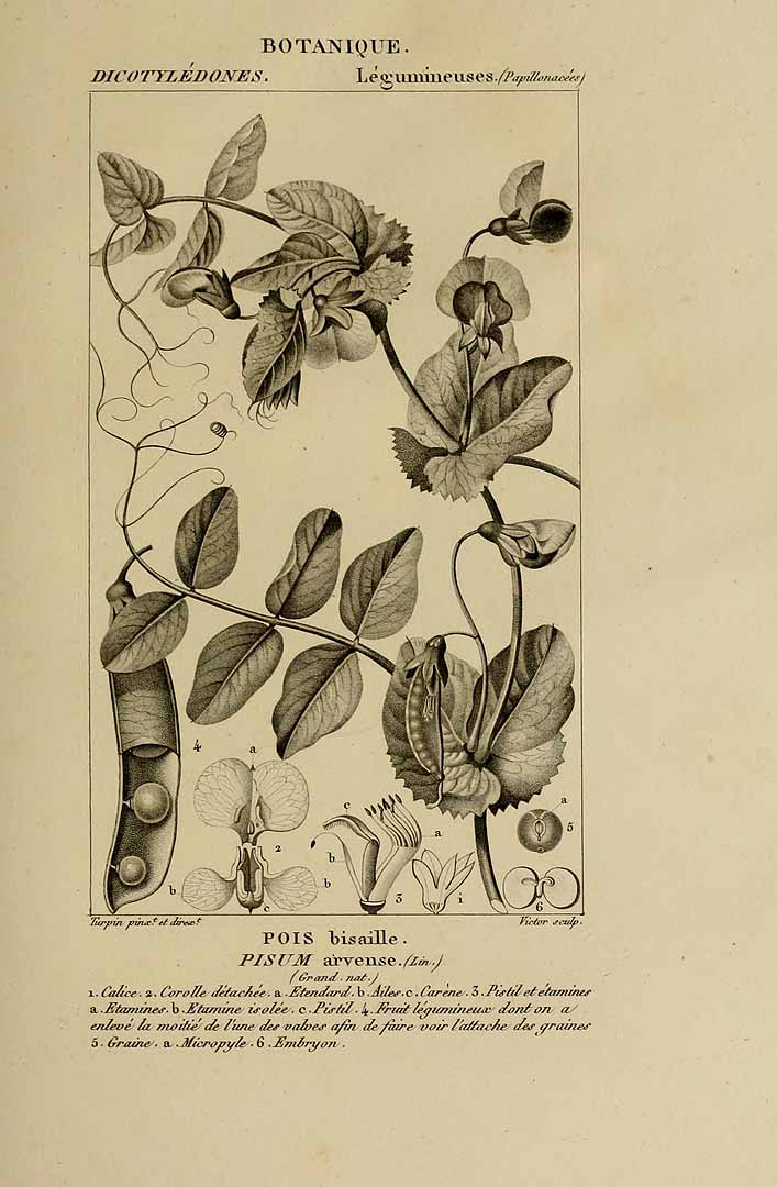 no HD illustration available (m1)