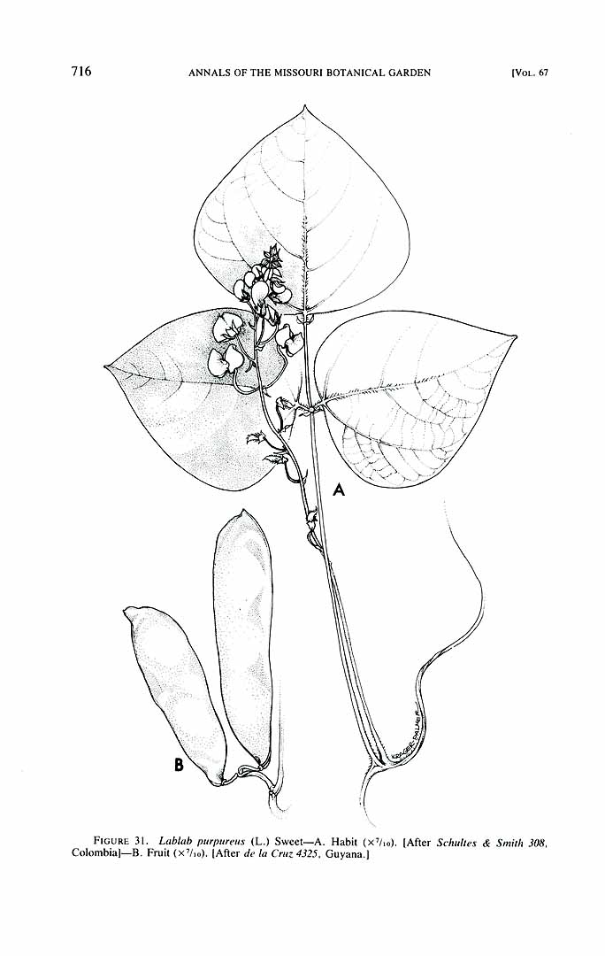 no HD illustration available (m1)