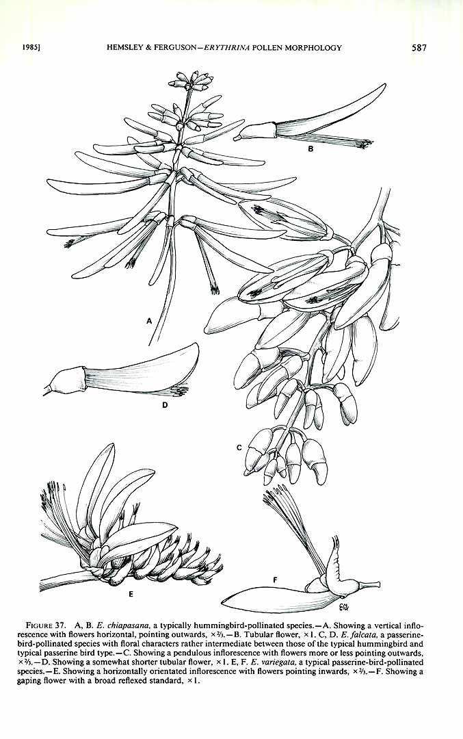 no HD illustration available (m1)