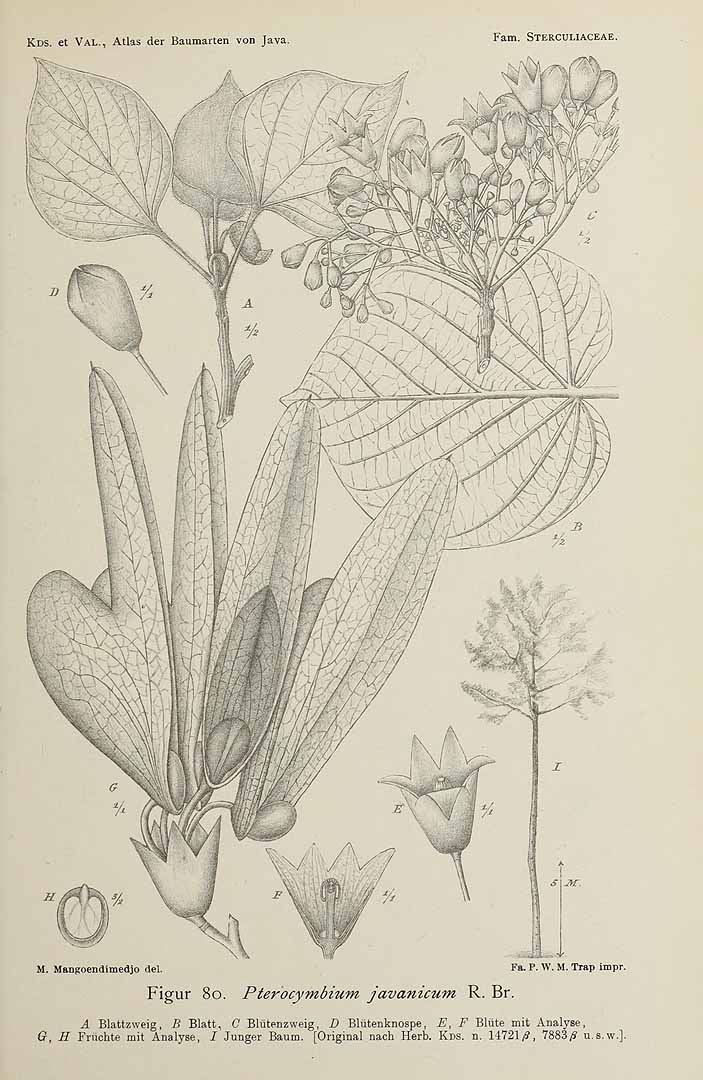 no HD illustration available (m1)