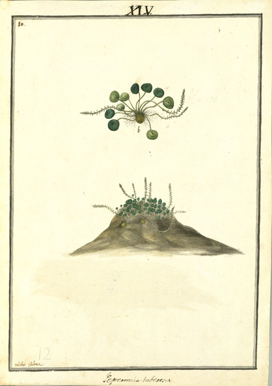 no HD illustration available (m1)