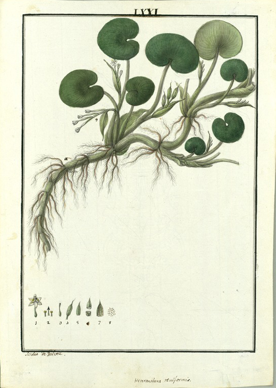 no HD illustration available (m1)