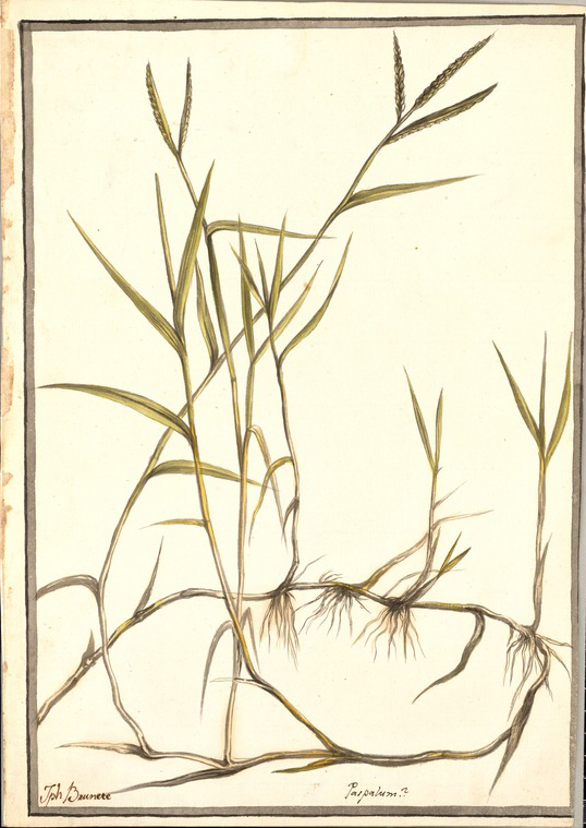 no HD illustration available (m1)