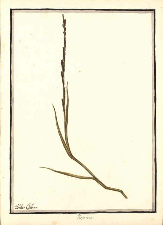 no HD illustration available (m1)