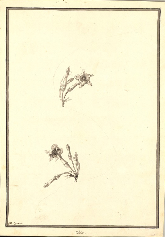 no HD illustration available (m1)