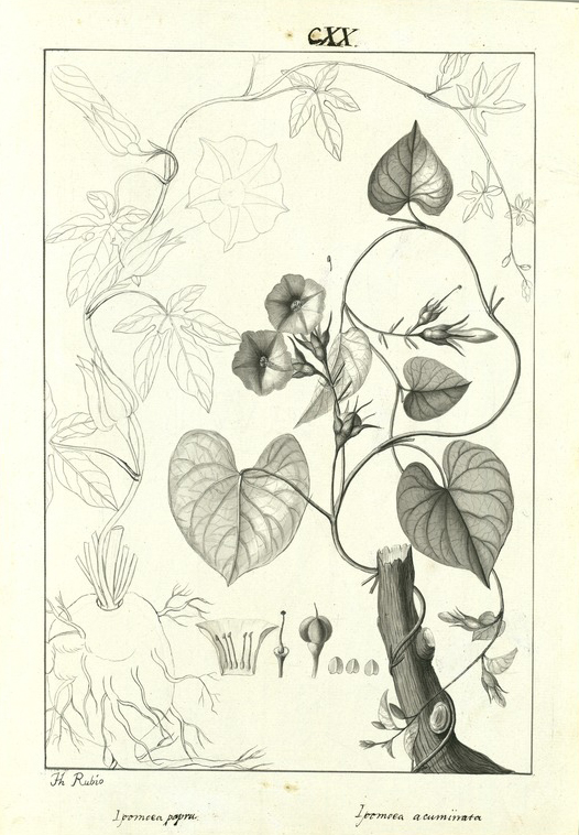 no HD illustration available (m1)