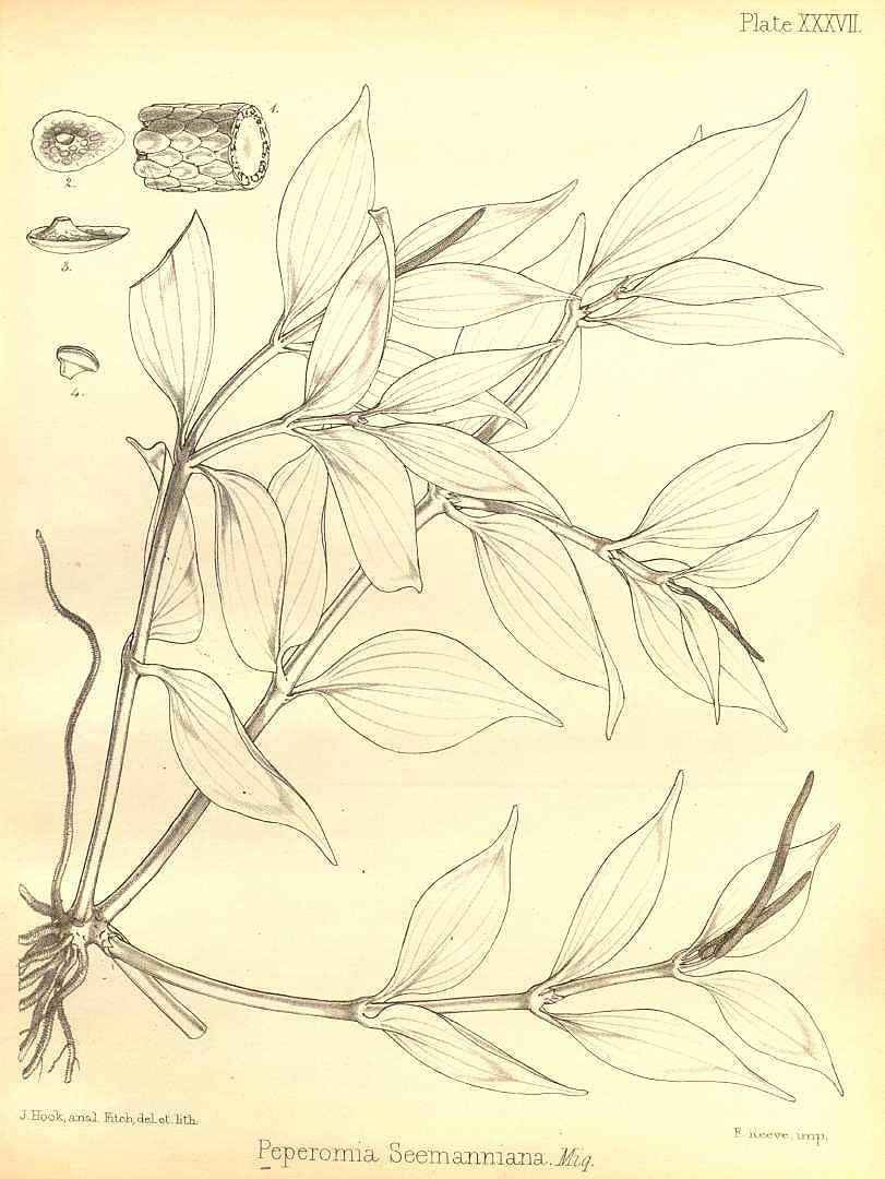 no HD illustration available (m1)