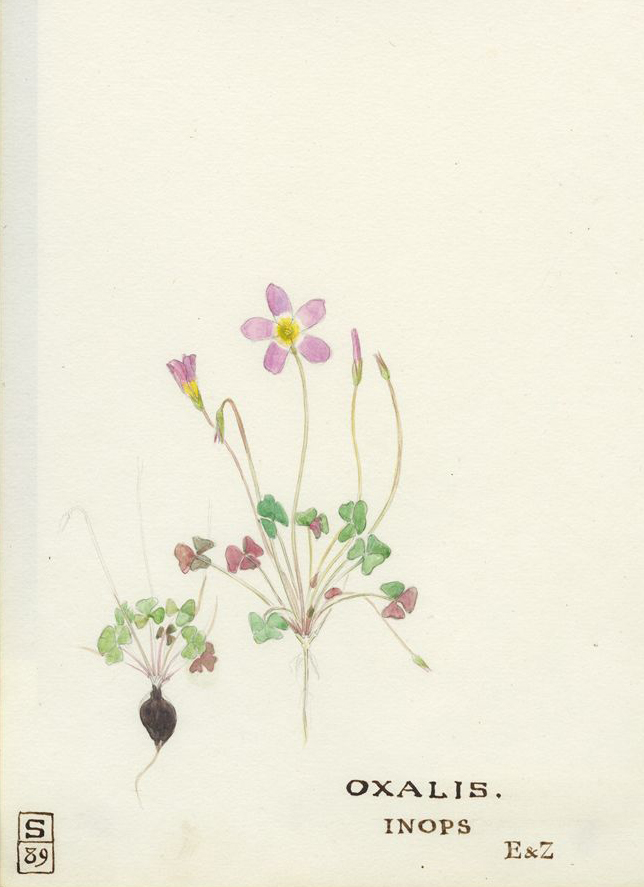 no HD illustration available (m1)