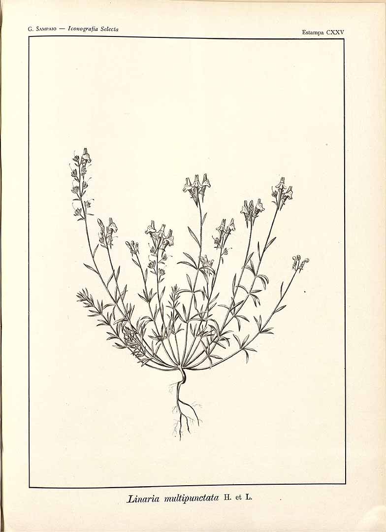 no HD illustration available (m1)