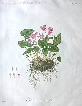 no HD illustration available (m1)