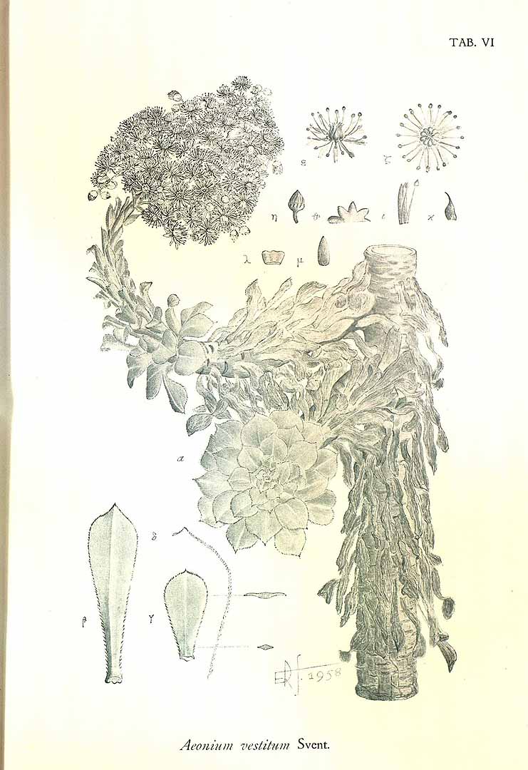 no HD illustration available (m1)