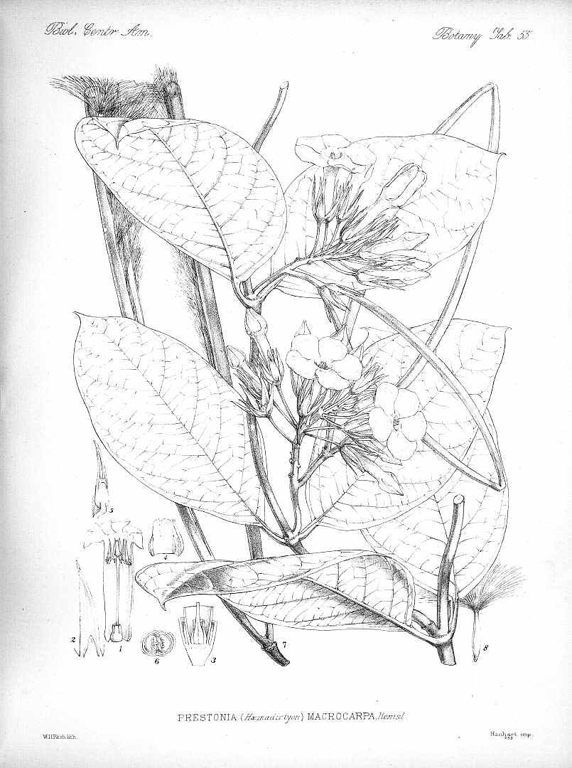 no HD illustration available (m1)
