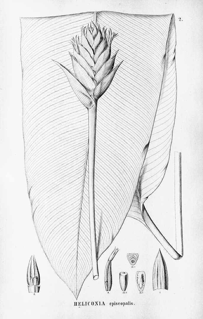 no HD illustration available (m1)