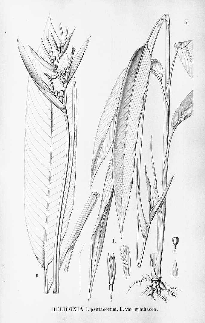 no HD illustration available (m1)