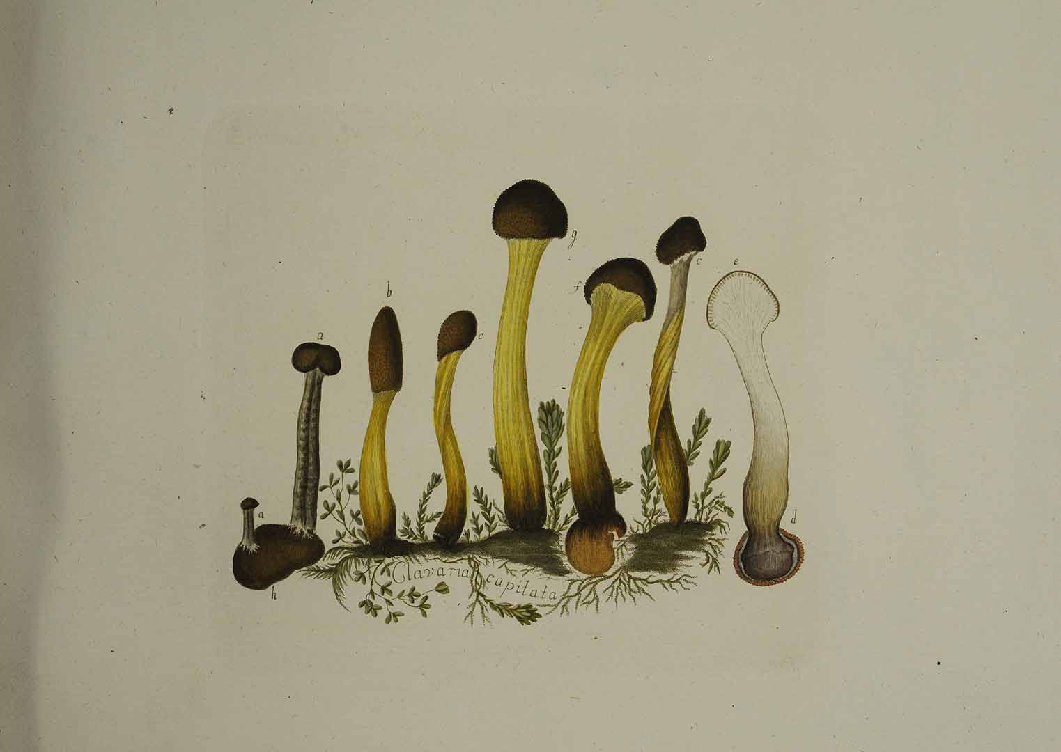 no HD illustration available (m5)
