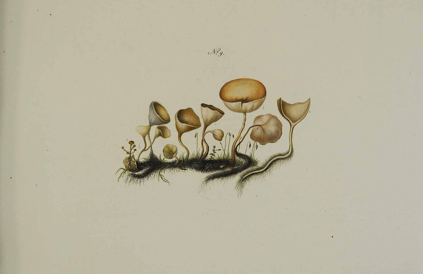 no HD illustration available (m5)