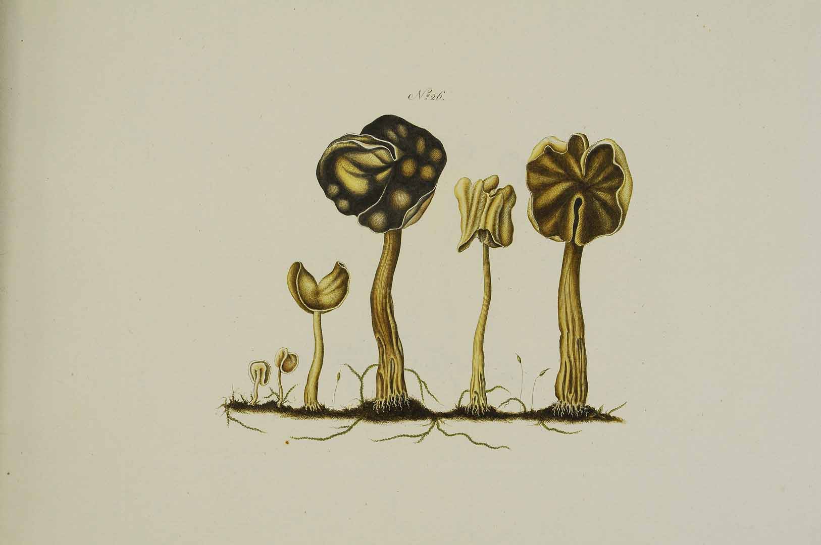 no HD illustration available (m5)