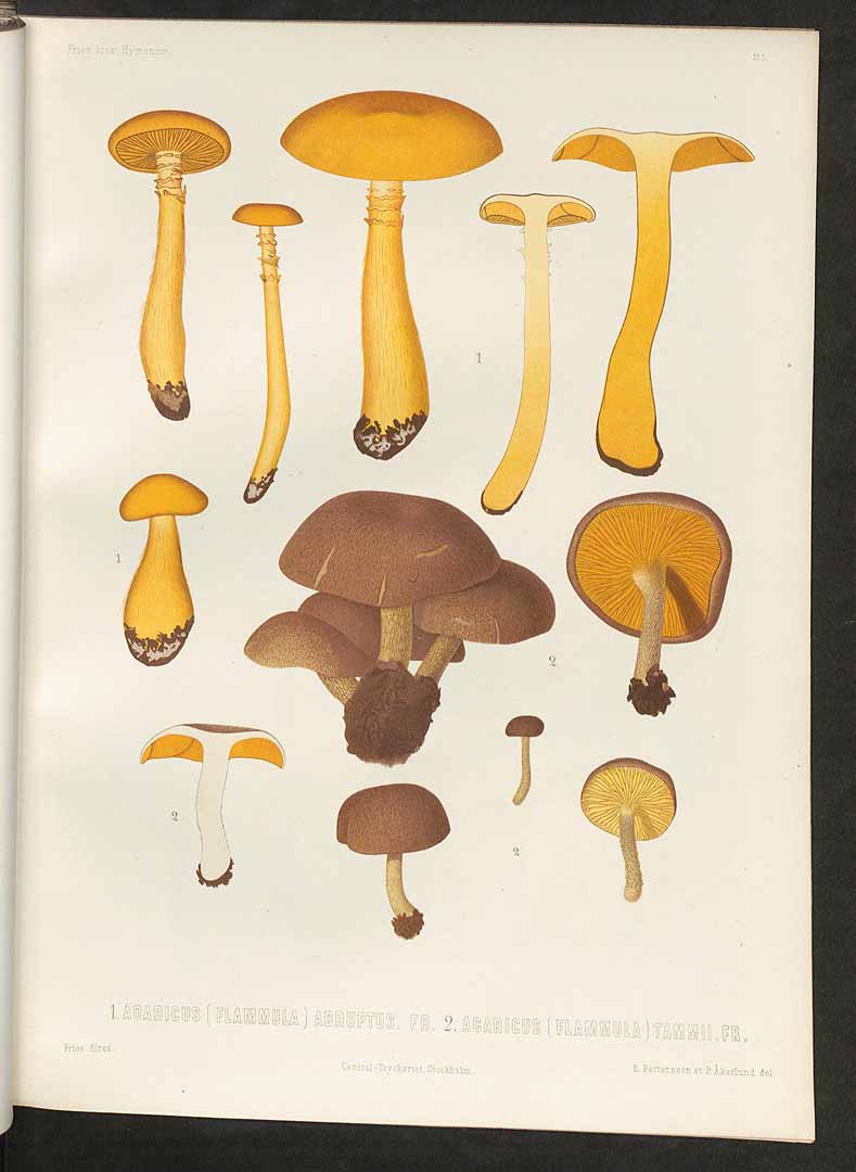 no HD illustration available (m5)