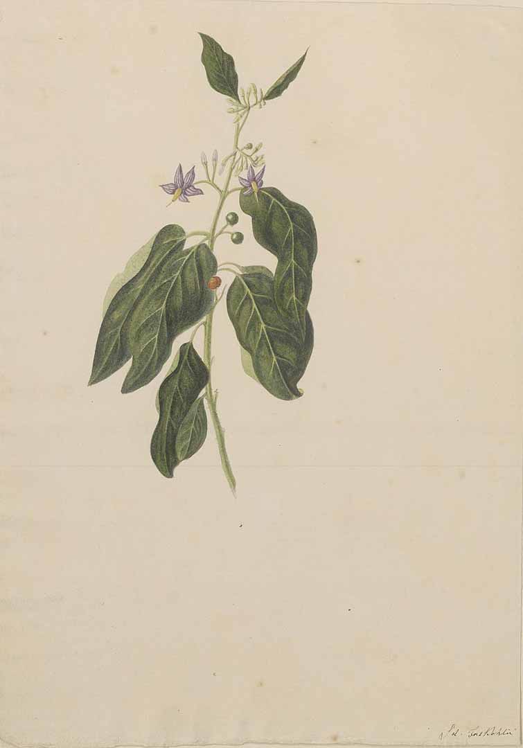 no HD illustration available (m1)