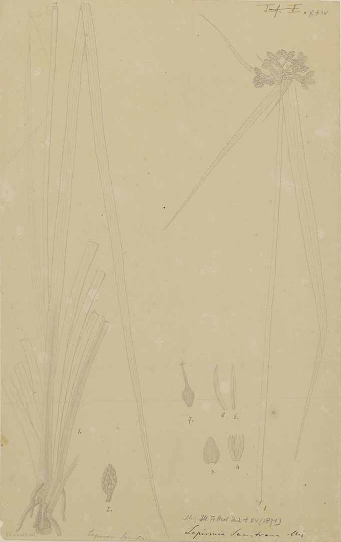 no HD illustration available (m1)