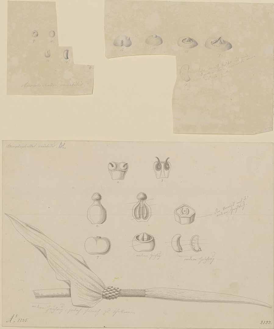 no HD illustration available (m1)