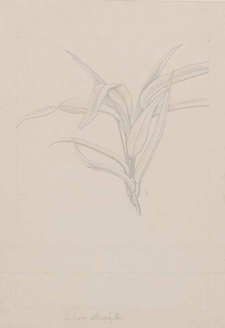 no HD illustration available (m1)