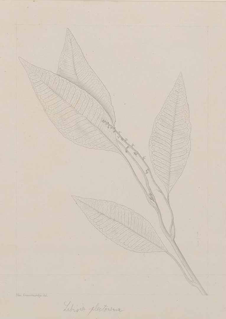 no HD illustration available (m1)
