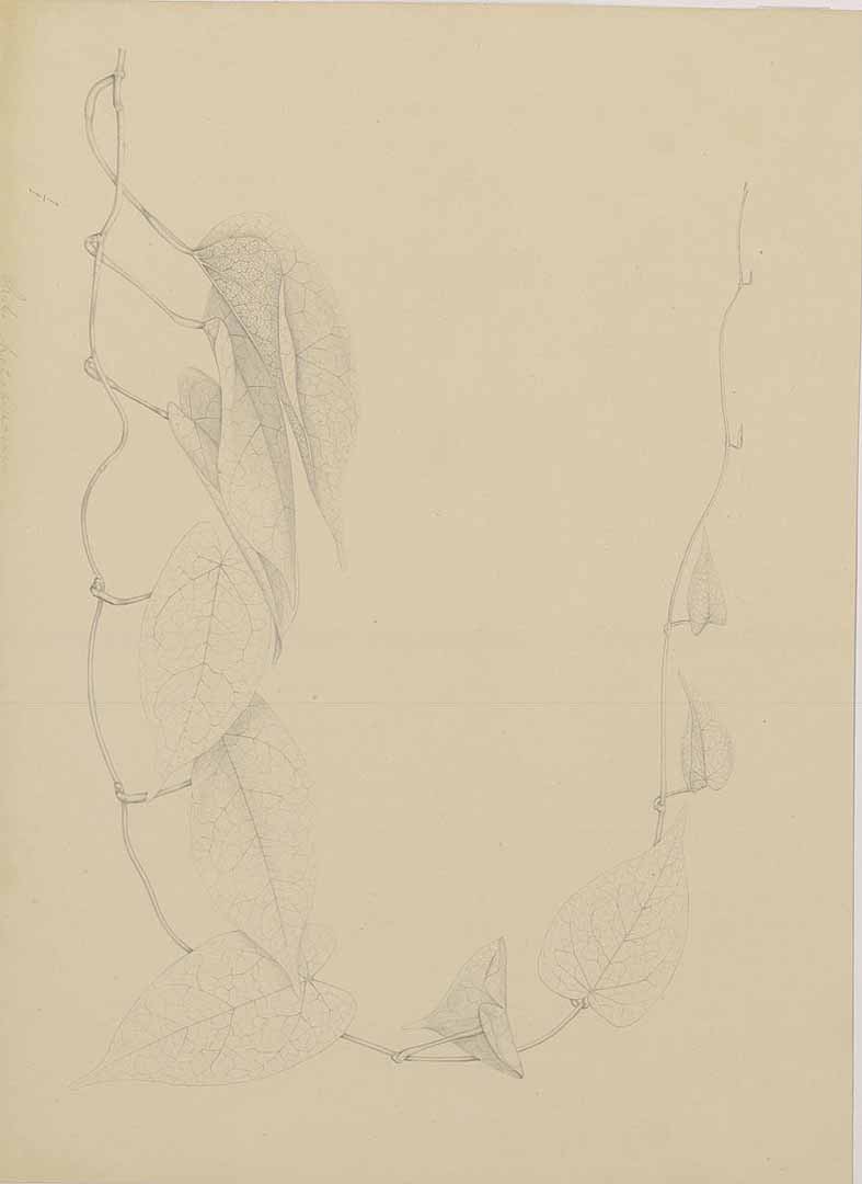 no HD illustration available (m1)