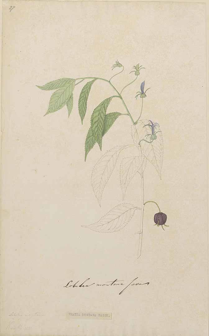 no HD illustration available (m1)