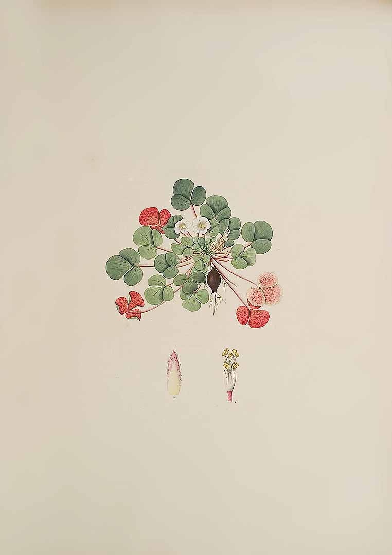 no HD illustration available (m1)