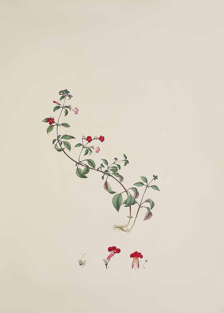 no HD illustration available (m1)