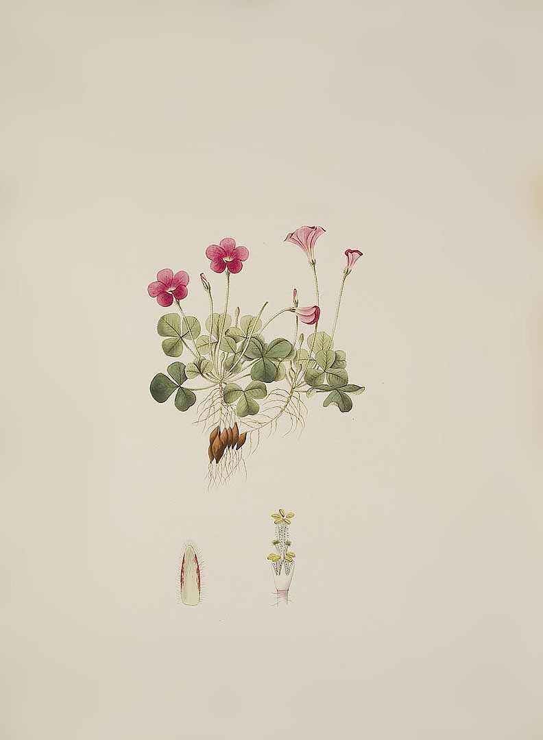 no HD illustration available (m1)