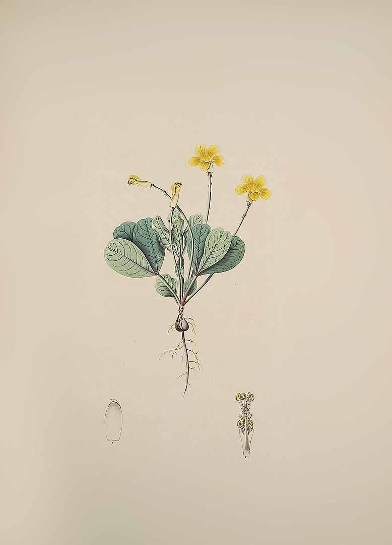 no HD illustration available (m1)