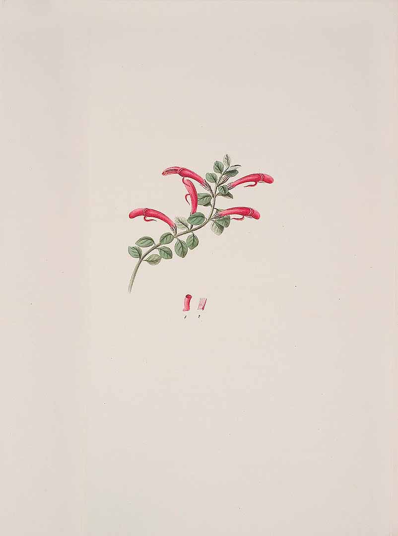 no HD illustration available (m1)
