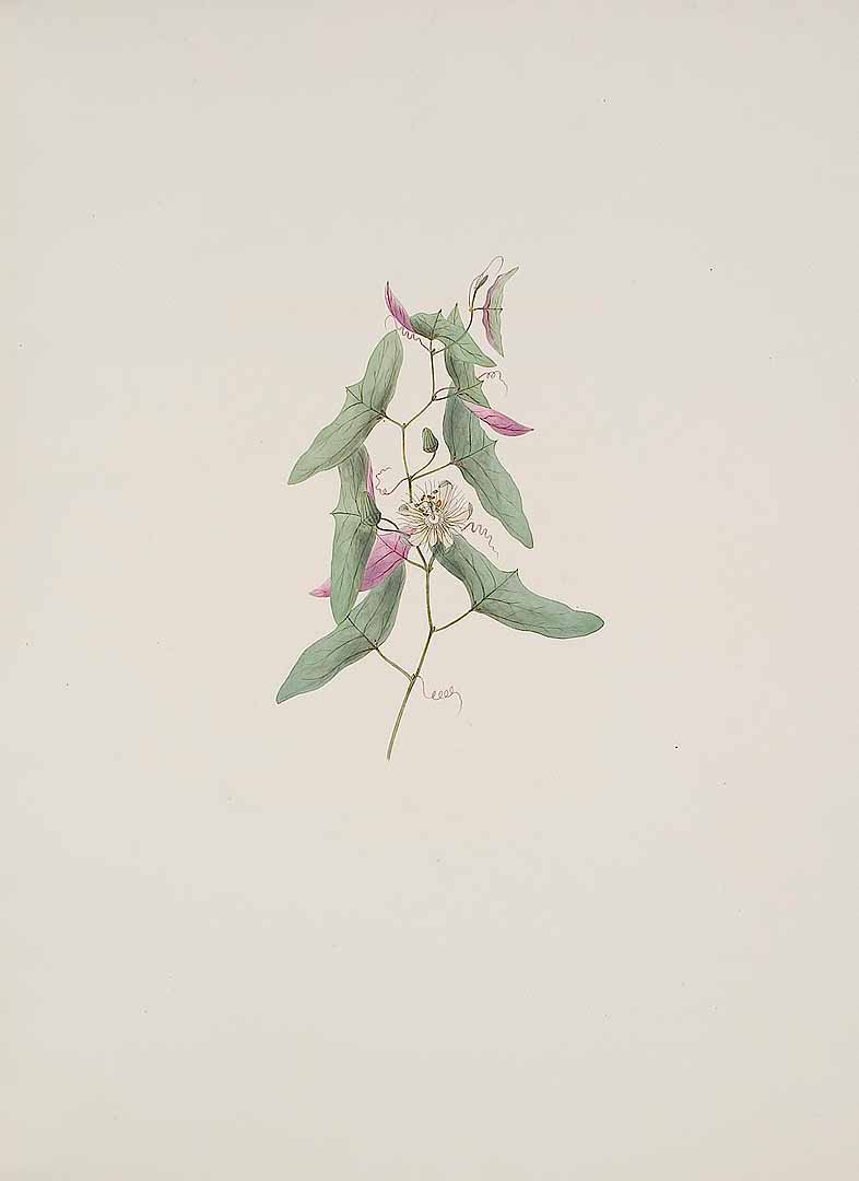 no HD illustration available (m1)