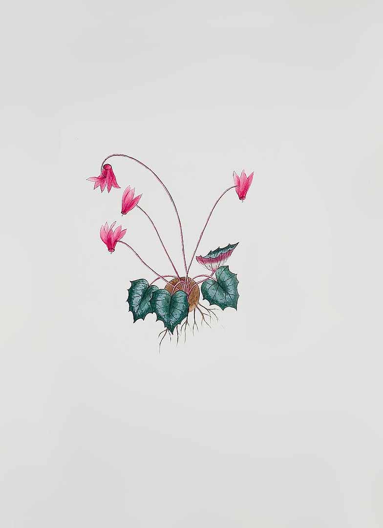 no HD illustration available (m1)