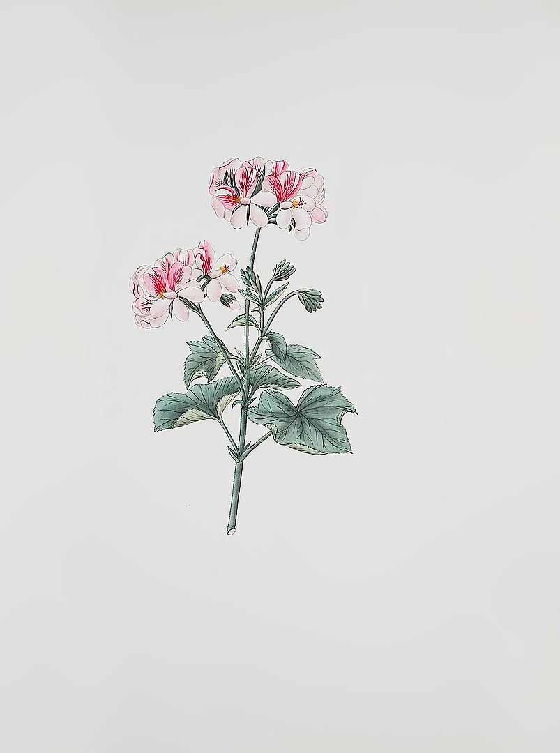 no HD illustration available (m1)