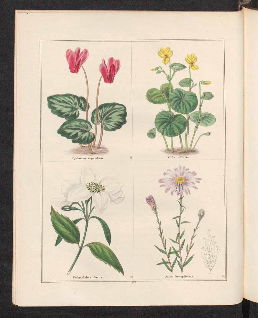 no HD illustration available (m1)