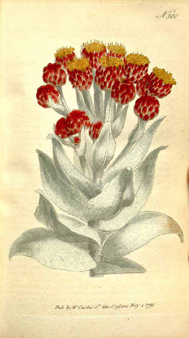 no HD illustration available (m1)