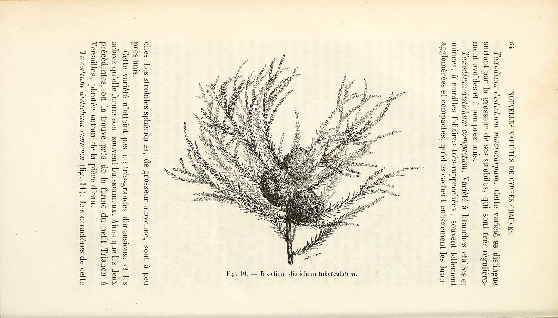 no HD illustration available (m2)