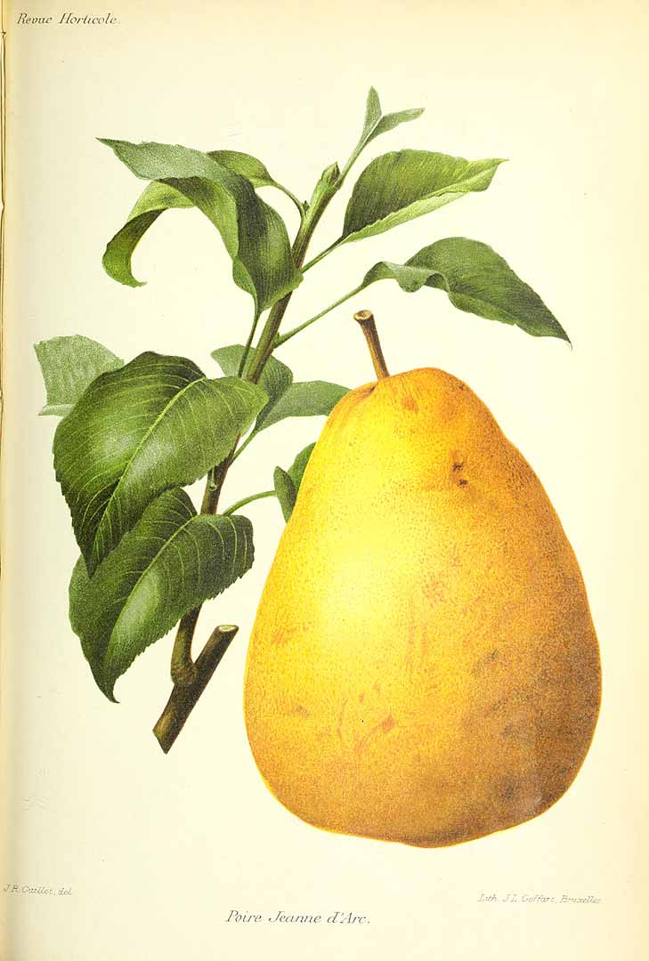 no HD illustration available (m1)