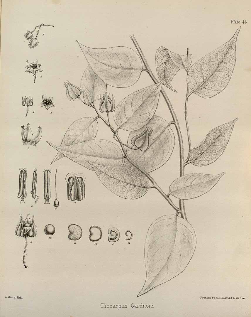 no HD illustration available (m1)