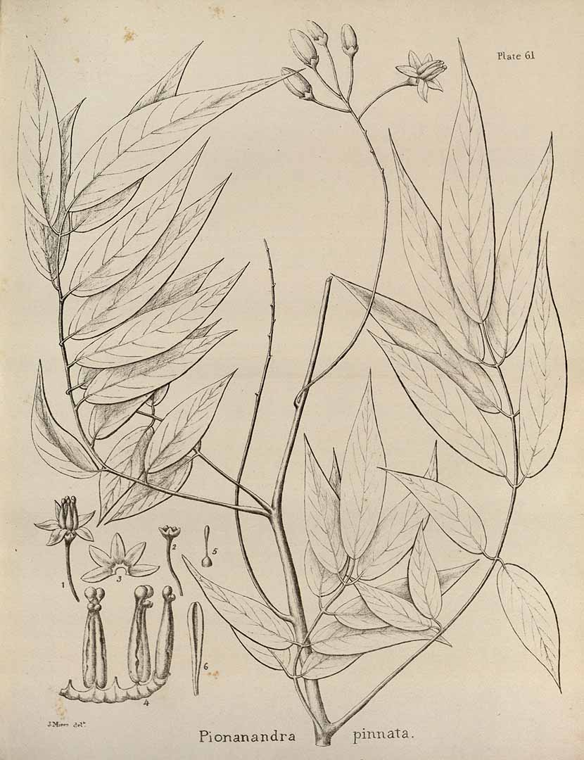 no HD illustration available (m1)