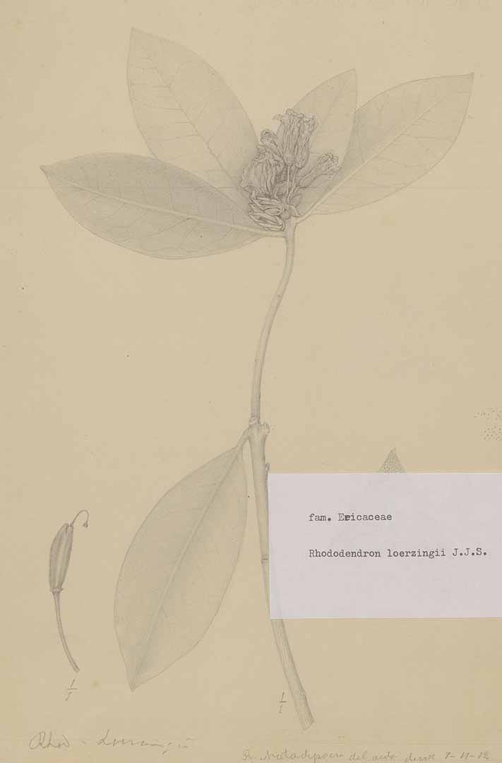 no HD illustration available (m1)