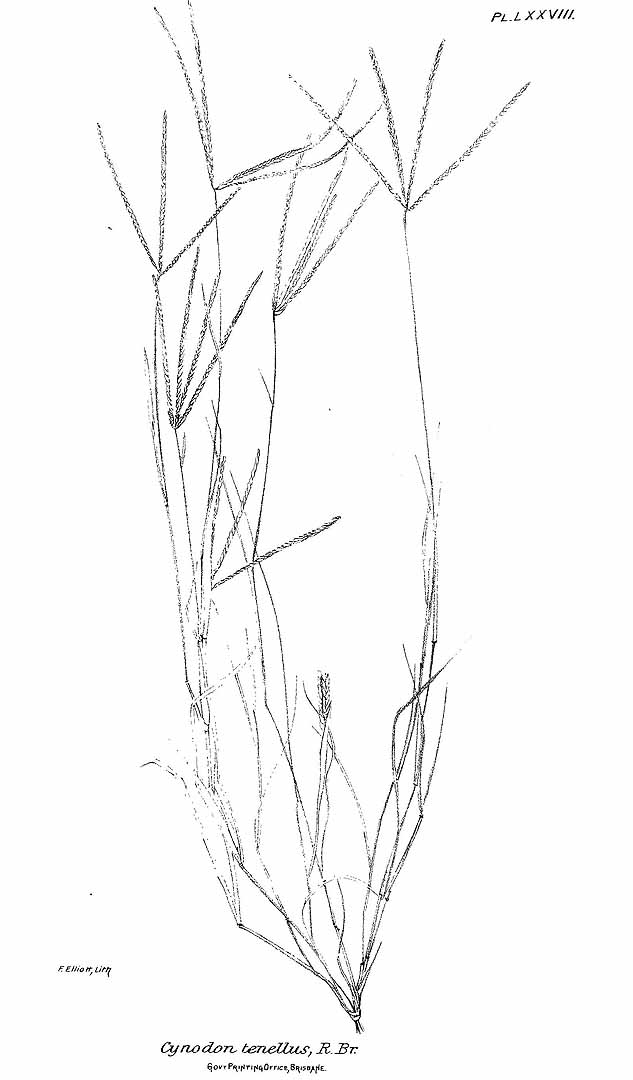 no HD illustration available (m3)