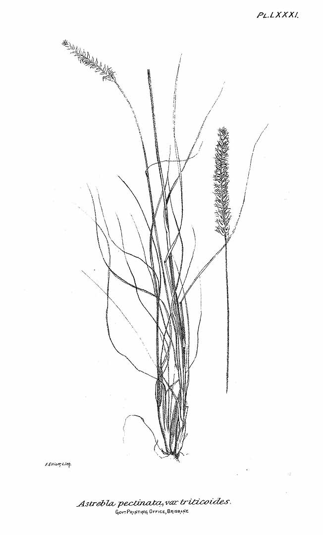 no HD illustration available (m3)