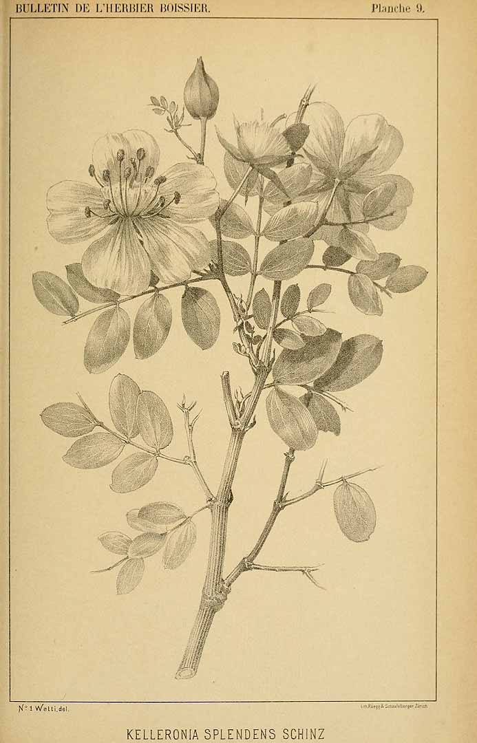 no HD illustration available (m3)