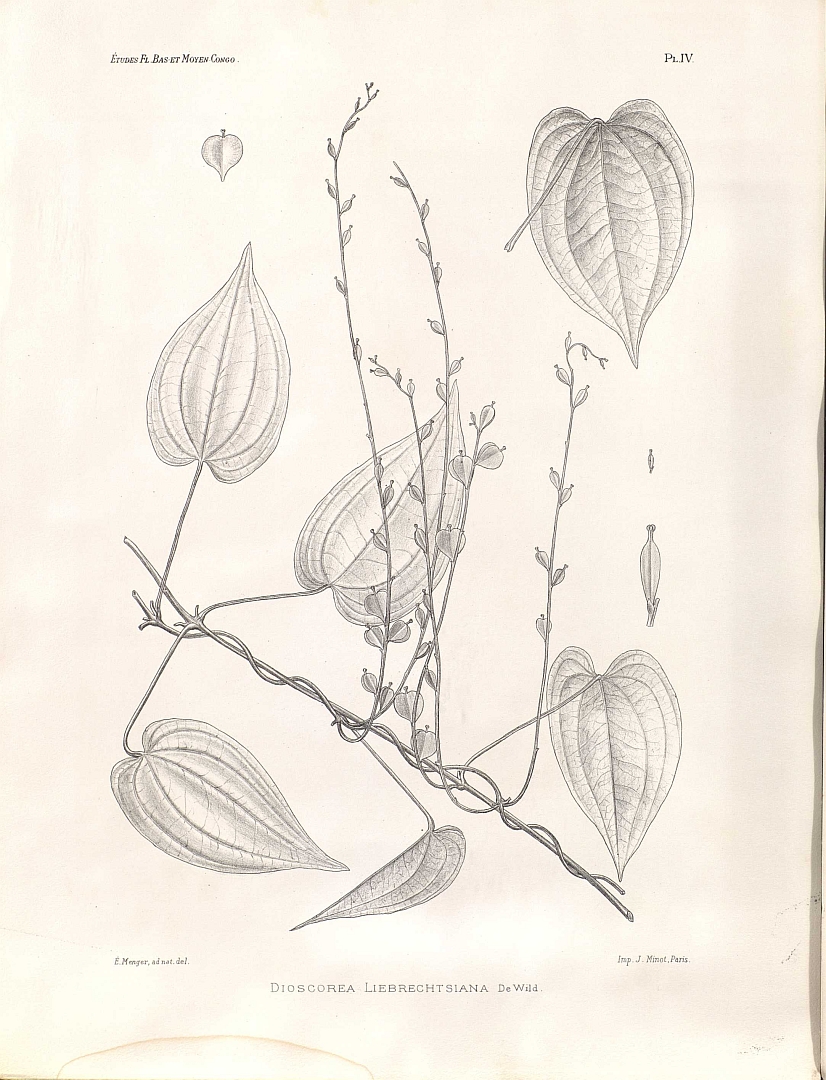 no HD illustration available (m1)