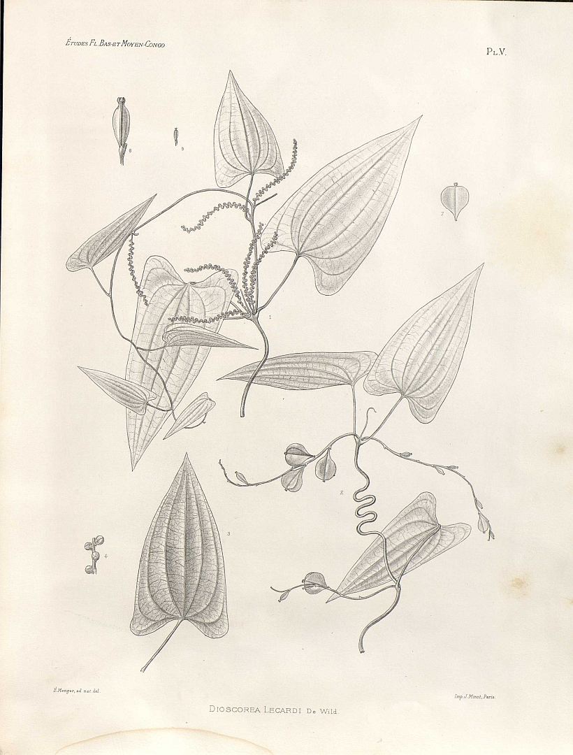 no HD illustration available (m1)