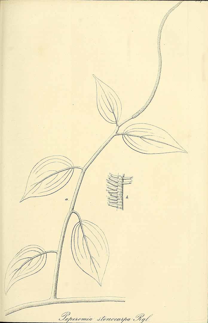 no HD illustration available (m1)